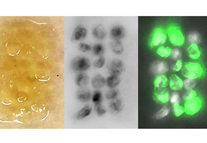 科学家创造带“内置传感器”的生物材料 为自我修复的建筑材料奠定基础 1 科学家创造带“内置传感器”的生物材料 为自我修复的建筑材料奠定基础