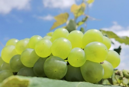 蓝天白云下的水晶葡萄晶莹剔透.