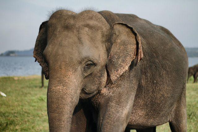 斯里兰卡禁止民众“酒后骑大象”，违规者或面临3年监禁