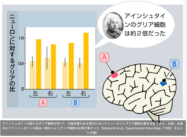 爱因斯坦的神经胶质细胞数量是神经元的2倍