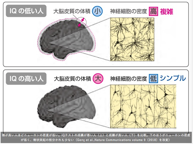 越简单越聪明？高智商的大脑有什么秘密