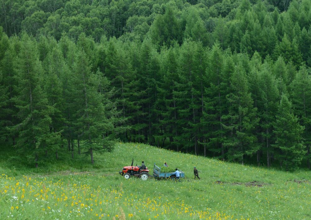 工人在塞罕坝机械林场千层板林场内运输苗木（2013年7月11日摄）。