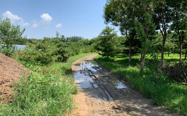 秦家屯村地势低洼,村口小路也泥泞不堪.新京报记者 杨亦静 摄