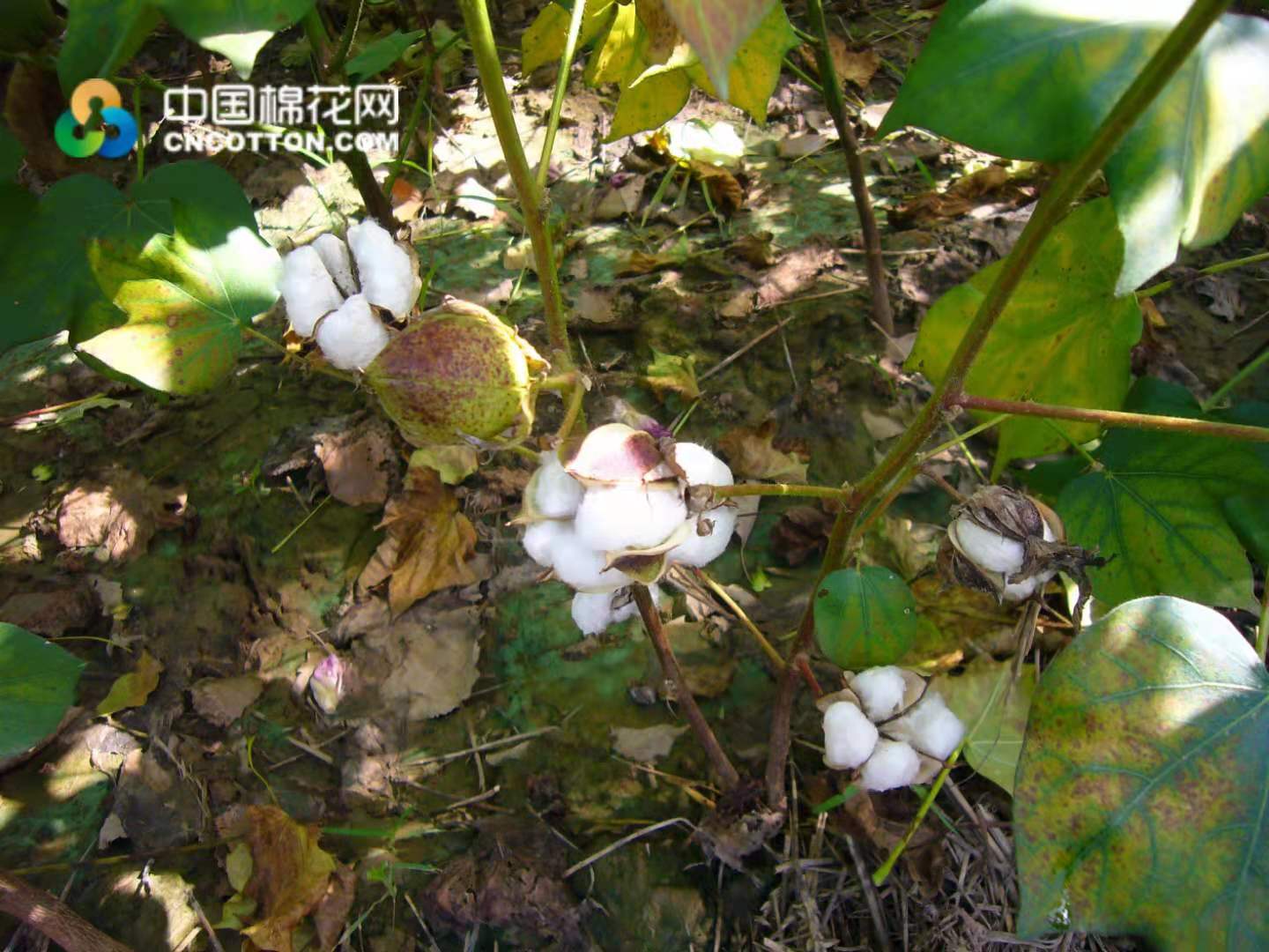 截至目前,棉田底部棉桃陆续开放,但受前期阴雨天气影响,部分棉田底桃