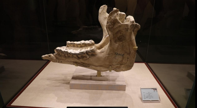 这是巨犀下颌骨化石标本(新华社记者 杨雅婷&nbsp;摄)