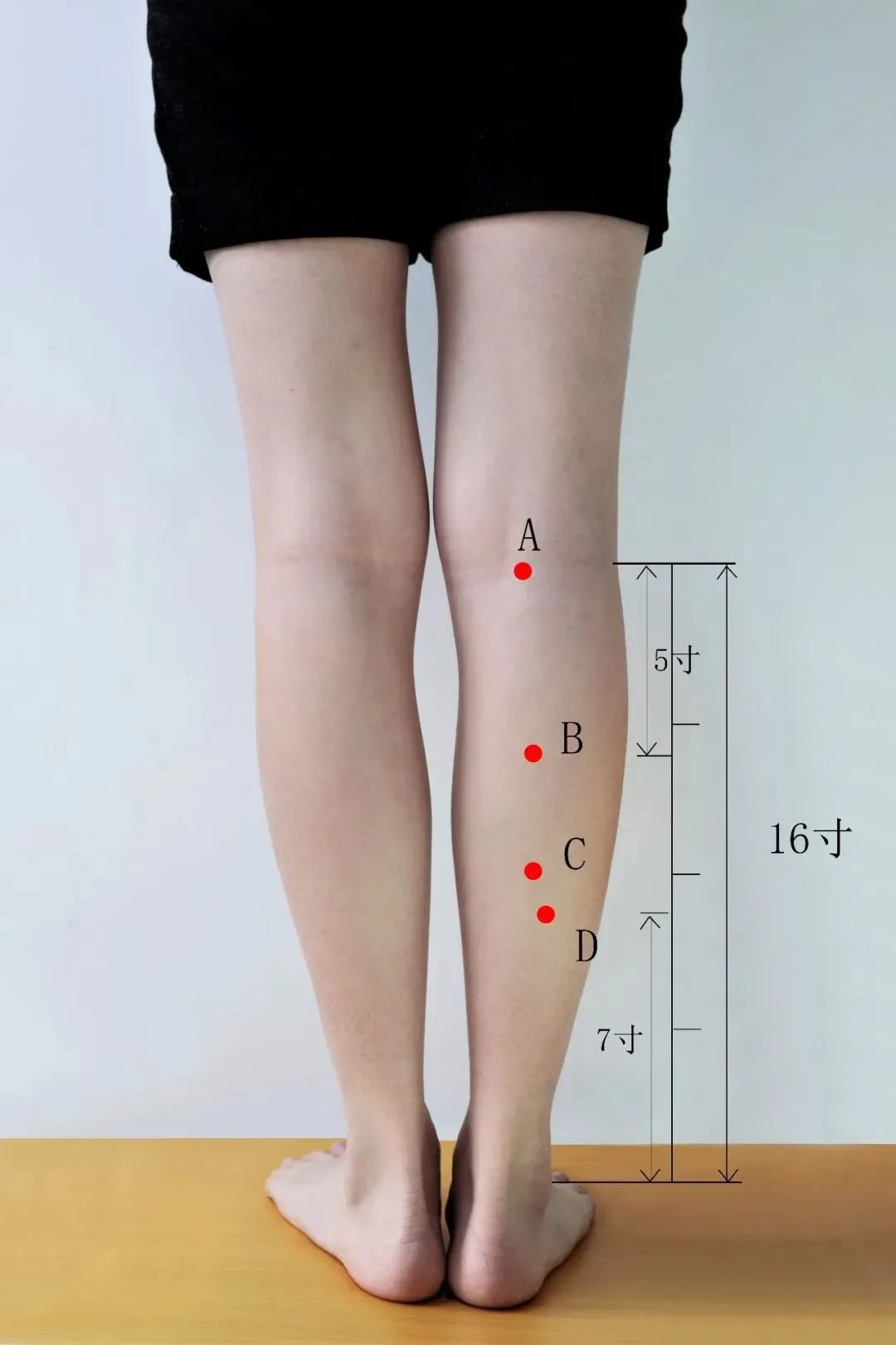 腿血位置示意图大图图片
