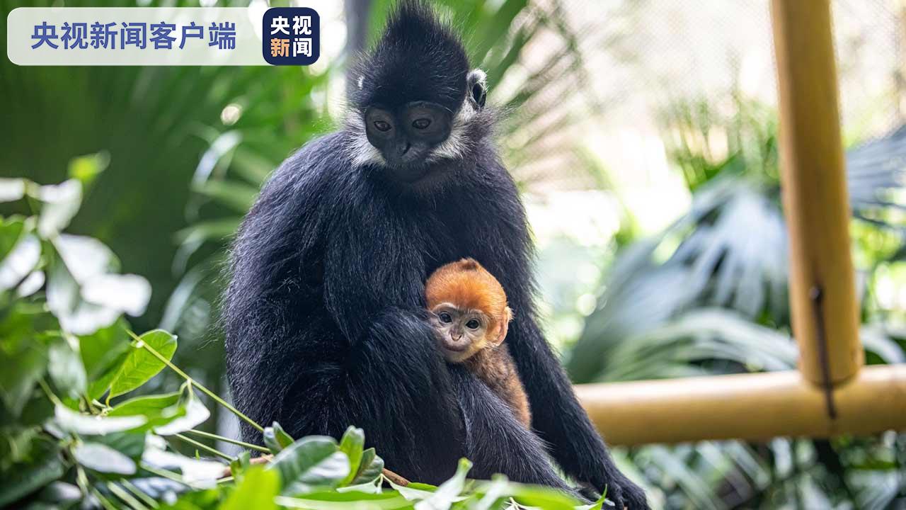 广州：新生黑叶猴首次亮相