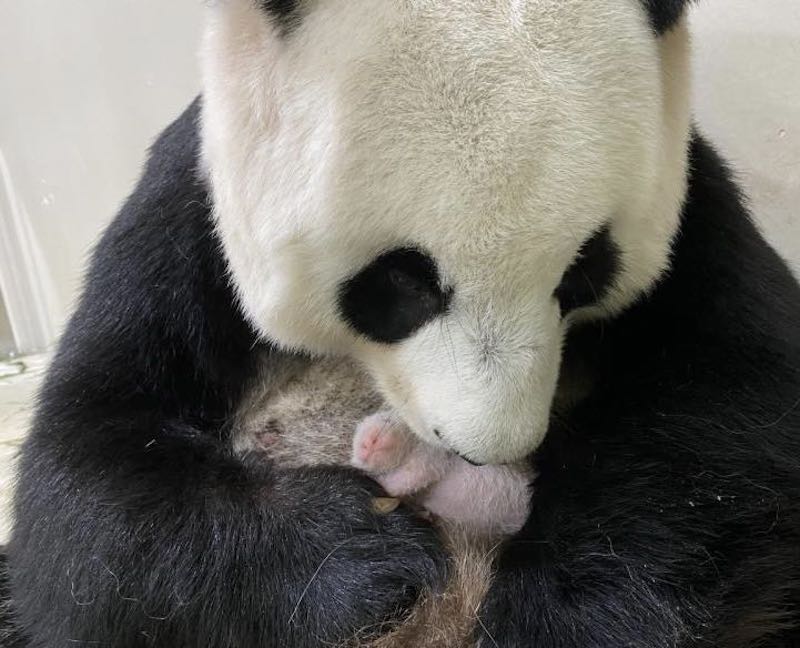△大熊猫嘉嘉和熊猫宝宝（图片来自新加坡野生动物保育集团）