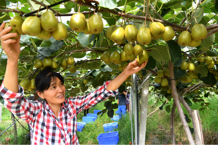 四川苍溪40万亩红心猕猴桃果香醉人静待八方宾客
