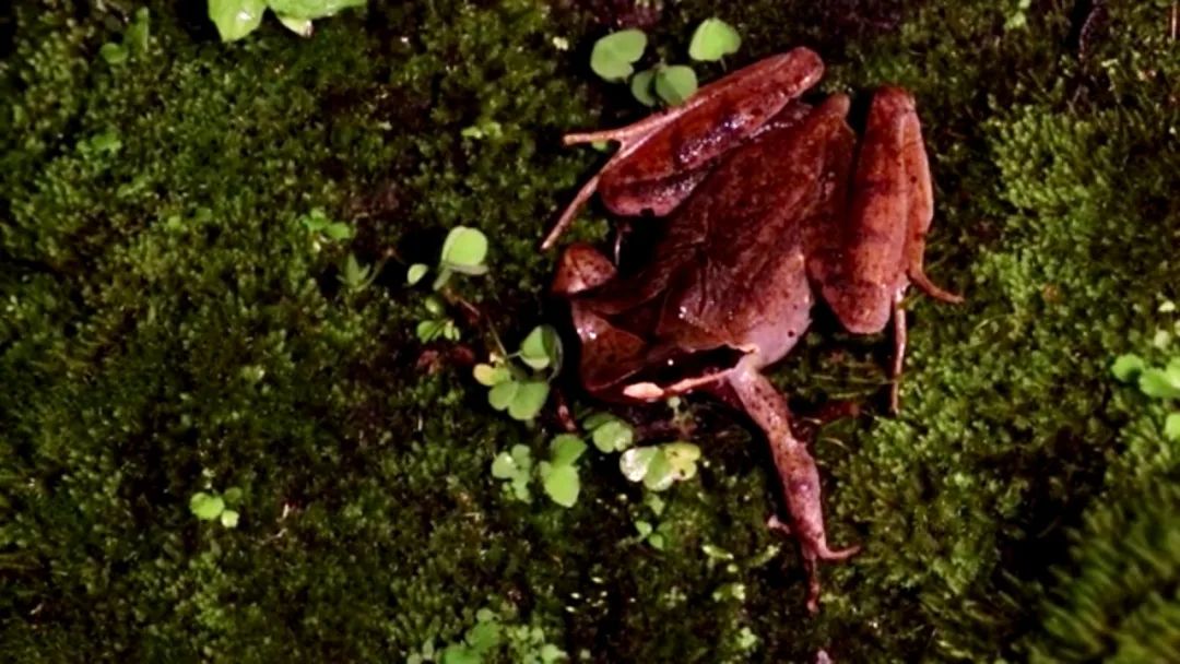 包括国家二级保护动物红瘰疣螈,棕黑疣螈,以及滇蛙,云南棘蛙,贡山树蛙