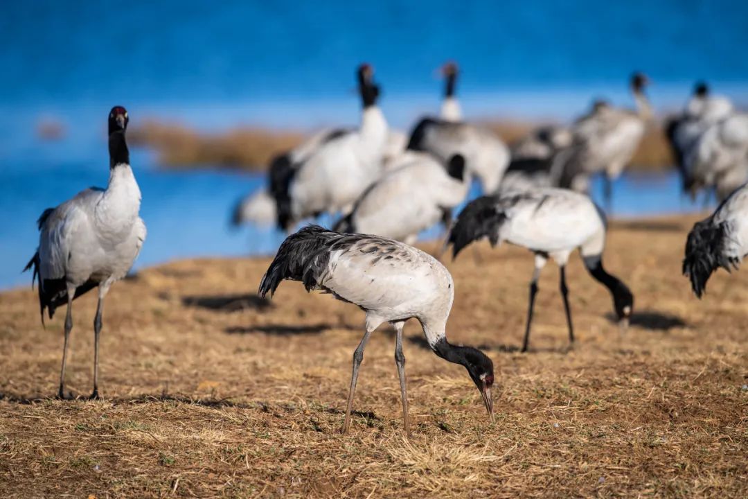 黑颈鹤在大山包大海子湿地觅食.胡超&nbsp;摄