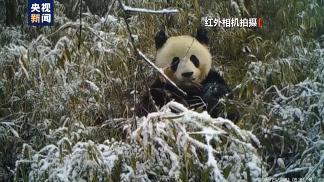 大熊猫玩“自拍” 啃坏相机后“逃逸”