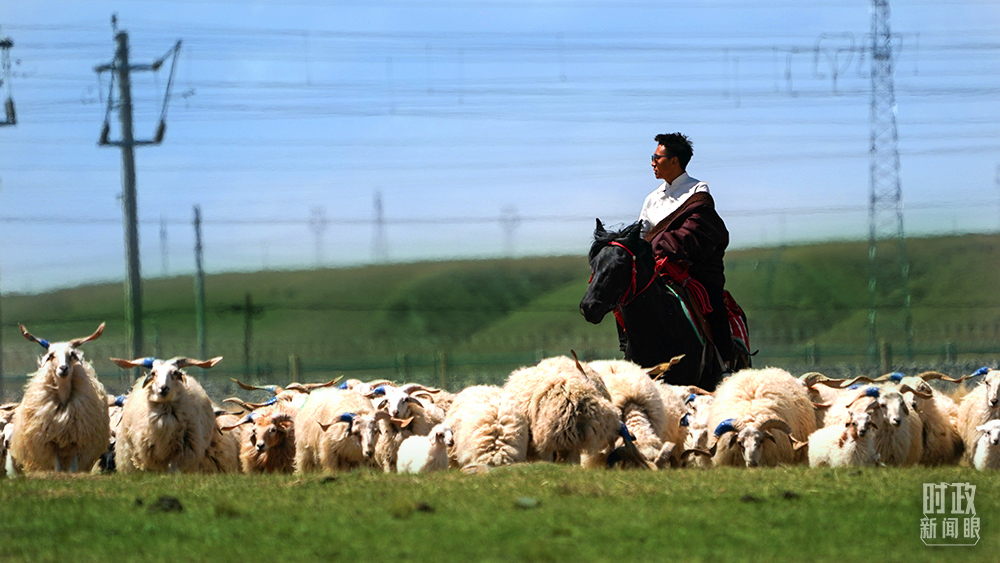 △青海刚察县现有藏羊、牦牛为主的牲畜102万头（只），去年农村常住居民人均可支配收入超过17000元。（总台国广记者李晋拍摄）
