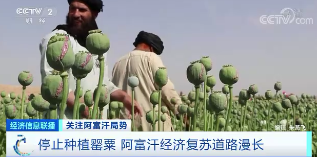 “锂矿界的沙特”？曾以种植罂粟为“支柱产业”的阿富汗，如今不种了！未来，这座金山还能用吗？