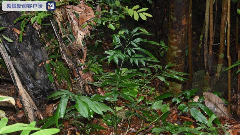 数量仅有约30株 云南大围山发现一种古老蕨类植物新种