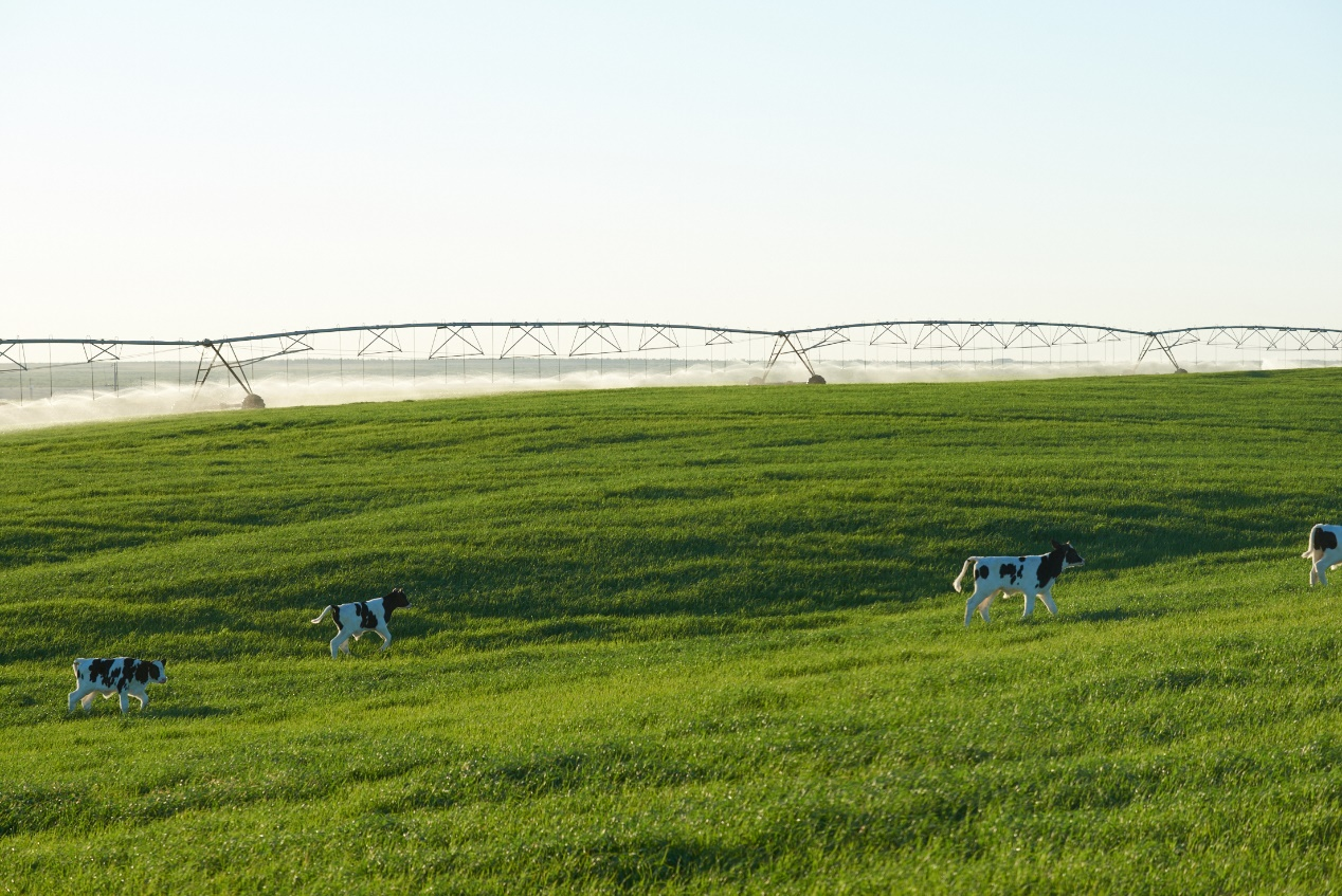 图说:澳亚牧场现代化养牛环境