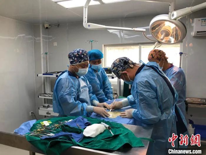 △ 兽医团队在手术台上救助海龟
