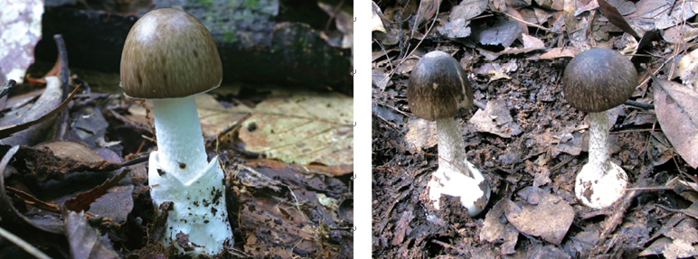 险些躺板板!永州发生多起误食这种灰伞伞中毒被紧急送医