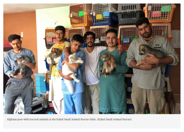 阿富汗人在喀布尔小动物救援诊所与获救的动物合影（图源：外媒）