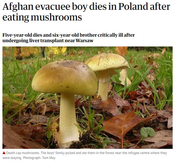 世事难料！刚从阿富汗逃到波兰，5岁男孩因误食毒蘑菇身亡