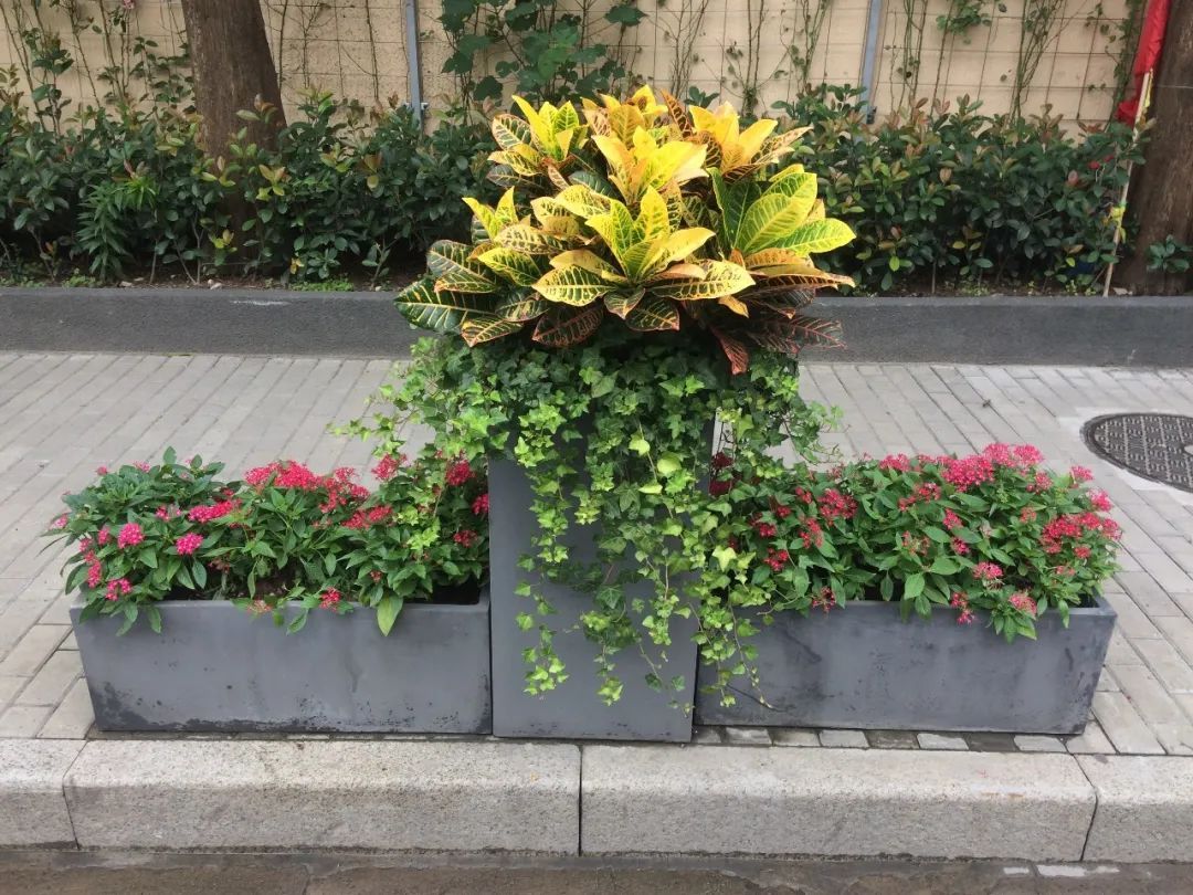 家庭养花怎么养小区花坛怎么养护社区园艺师来答疑解惑啦