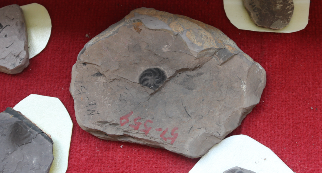 图为八臂仙母虫化石(新华社记者 杨欣 摄)