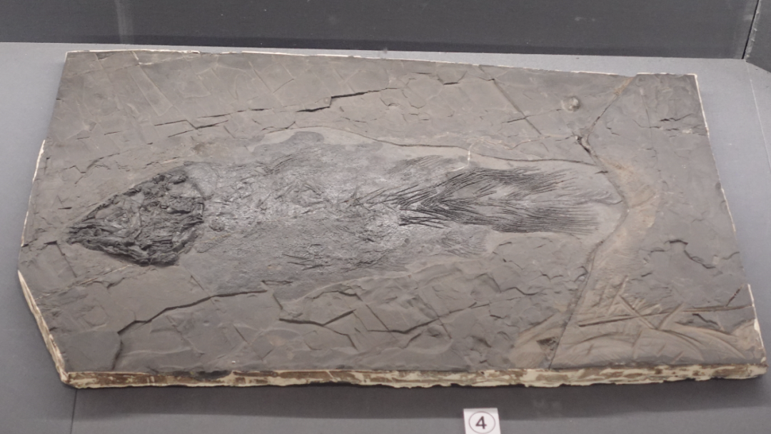 图为空棘鱼化石(新华社记者 杨欣 摄)