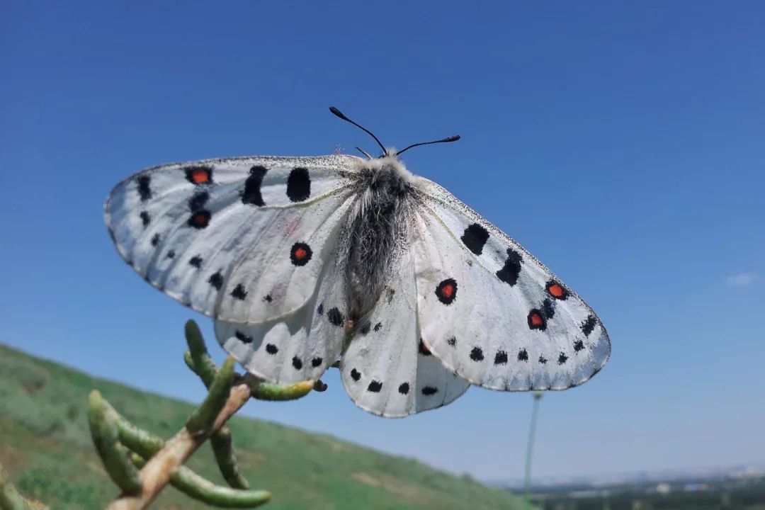 羲和绢蝶.王瑞/摄