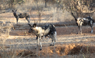 △非洲野狗能以每小时50到60公里的速度奔跑长达一个小时来追逐猎物