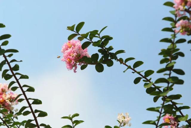 还在盛花期 长1 5公里 嘉定这条路实在太靓了 樱花 新浪财经 新浪网