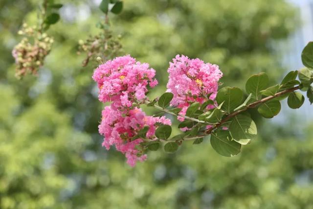 还在盛花期 长1 5公里 嘉定这条路实在太靓了 樱花 新浪财经 新浪网