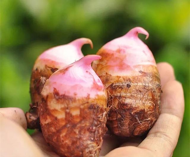 崇明香酥芋飘香时忘不了这一口记忆中的味道