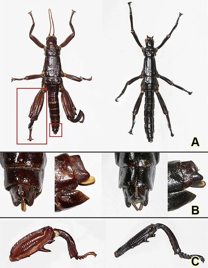 不能吃的树上龙虾在孤岛上绝处逢生