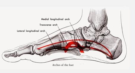单足有26块骨骼,50多条肌肉韧带,骨骼,肌肉,韧带共同构成足弓,包括2个