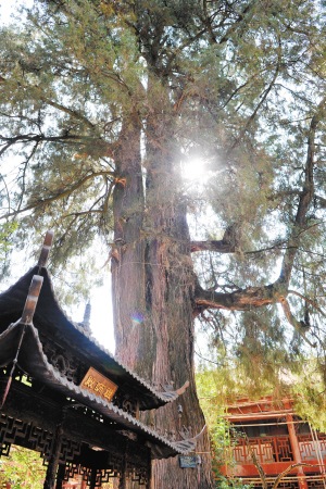 智慧化管理昆明13716株古树名木株株有名册