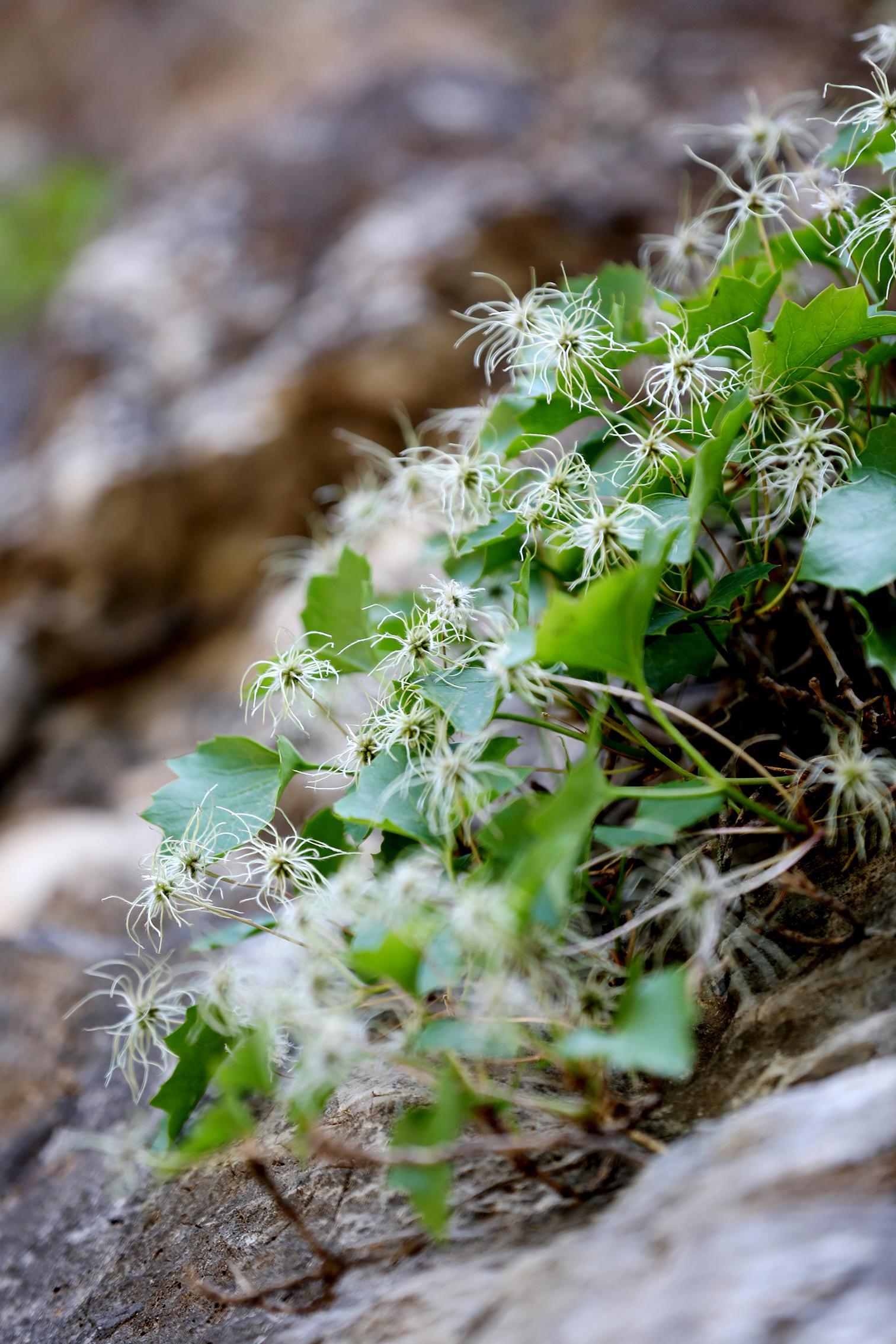 槭叶铁线莲.何建勇摄