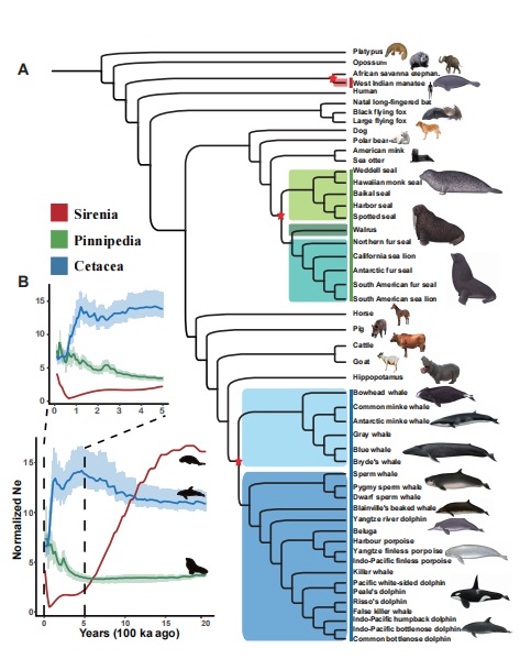 海洋哺乳动物的系统发生和种群变化。    中科院深海所供图