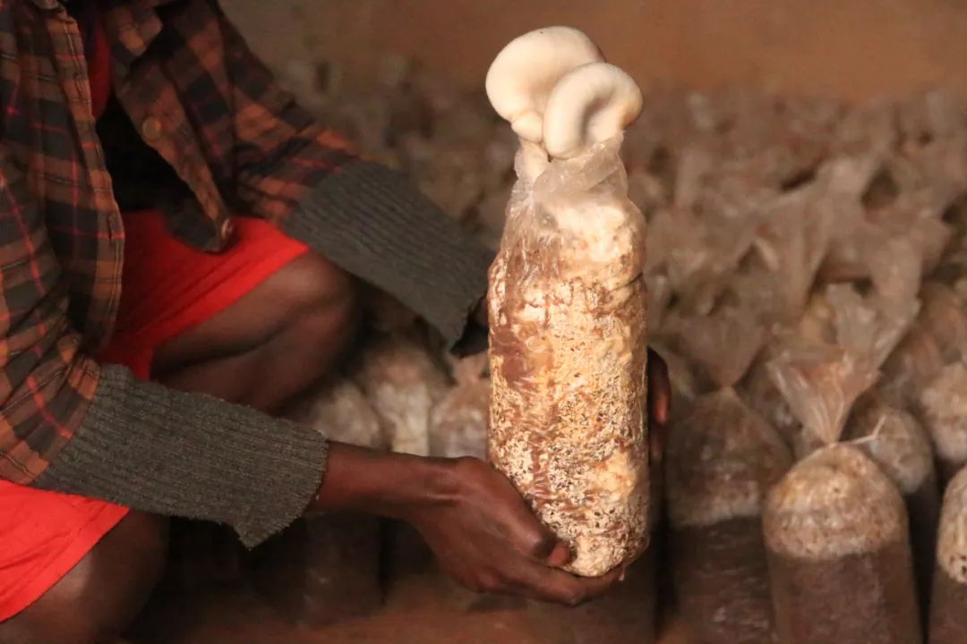 这是2021年9月7日在卢旺达首都基加利郊区拍摄的菌草菇。