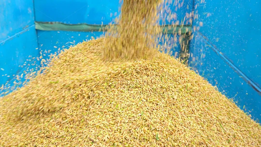 稻农们脸上挂满了丰收的喜悦捧着颗粒饱满,香气扑鼻的稻子金黄的稻粒