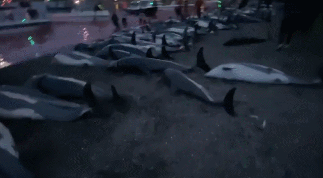 海豚遭捕杀视频（社交媒体）