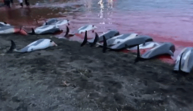 丹麦一场捕猎活动捕杀超1400只海豚 海滩被染红