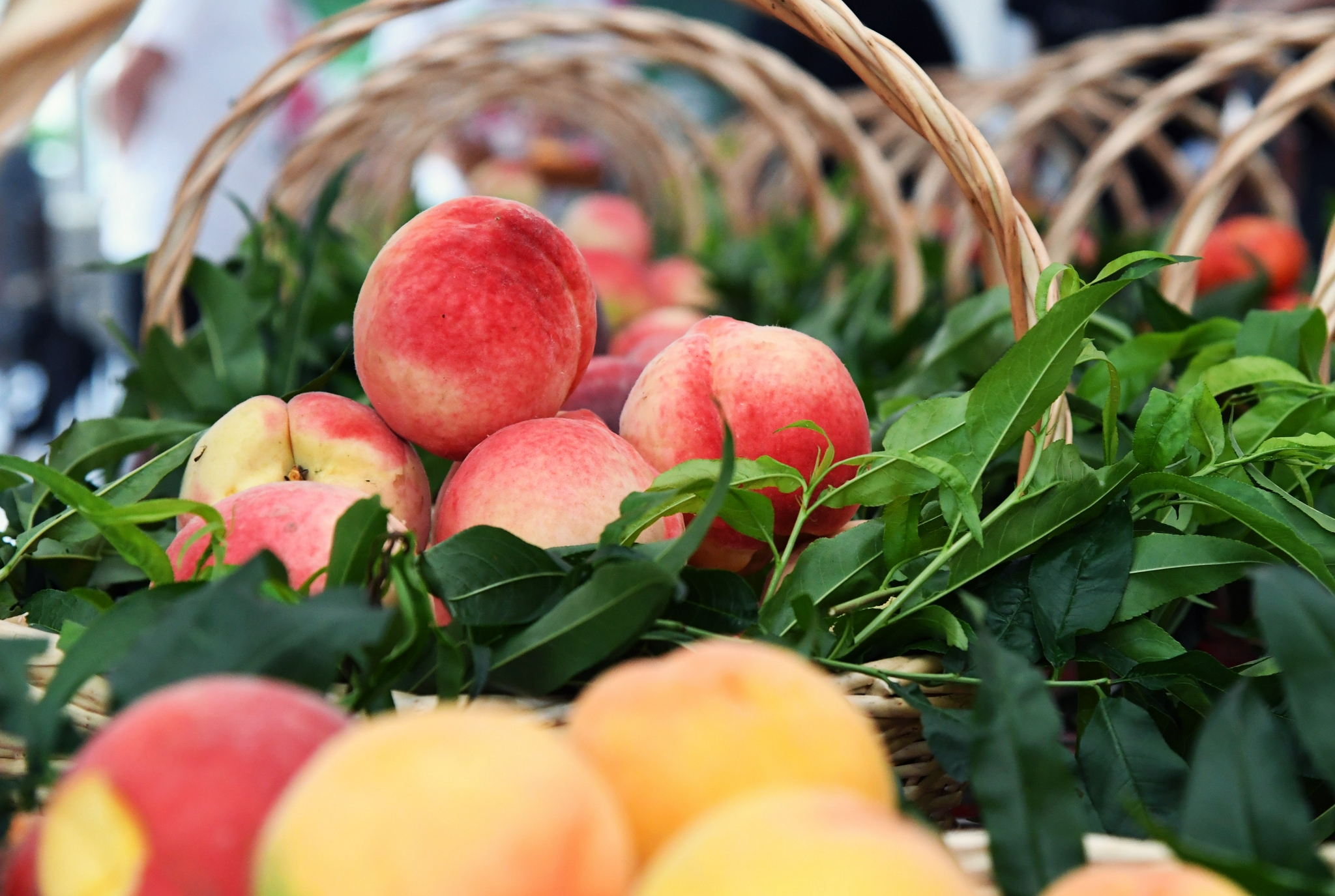 "今年的极端天气,对平谷大桃是个挑战.