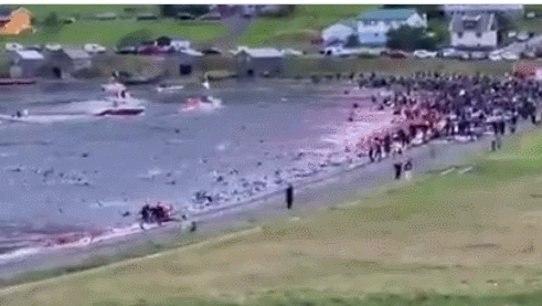 海豚遭捕杀视频(社交媒体)