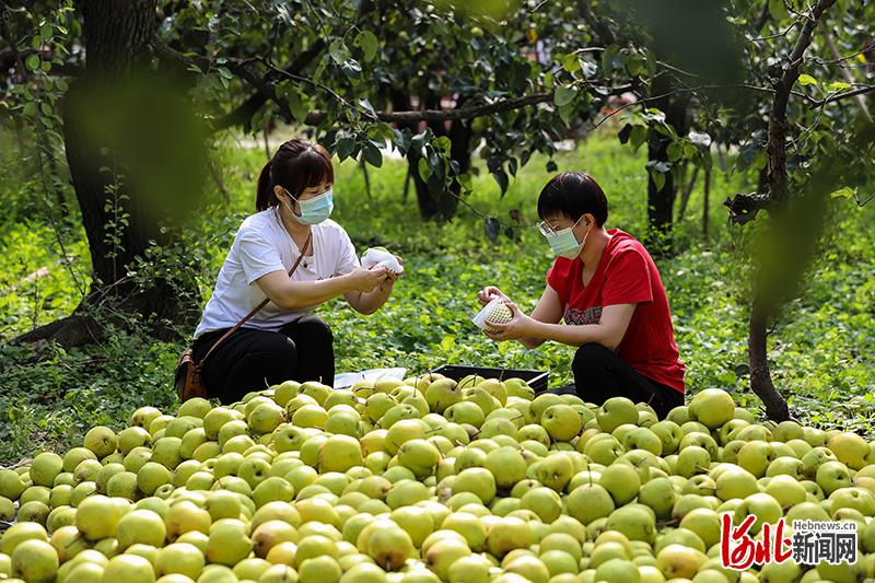 河北赵县25万亩梨园迎来丰收季