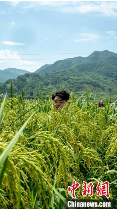 巨型稻在浙江建德挂穗圆袁隆平禾下乘凉梦