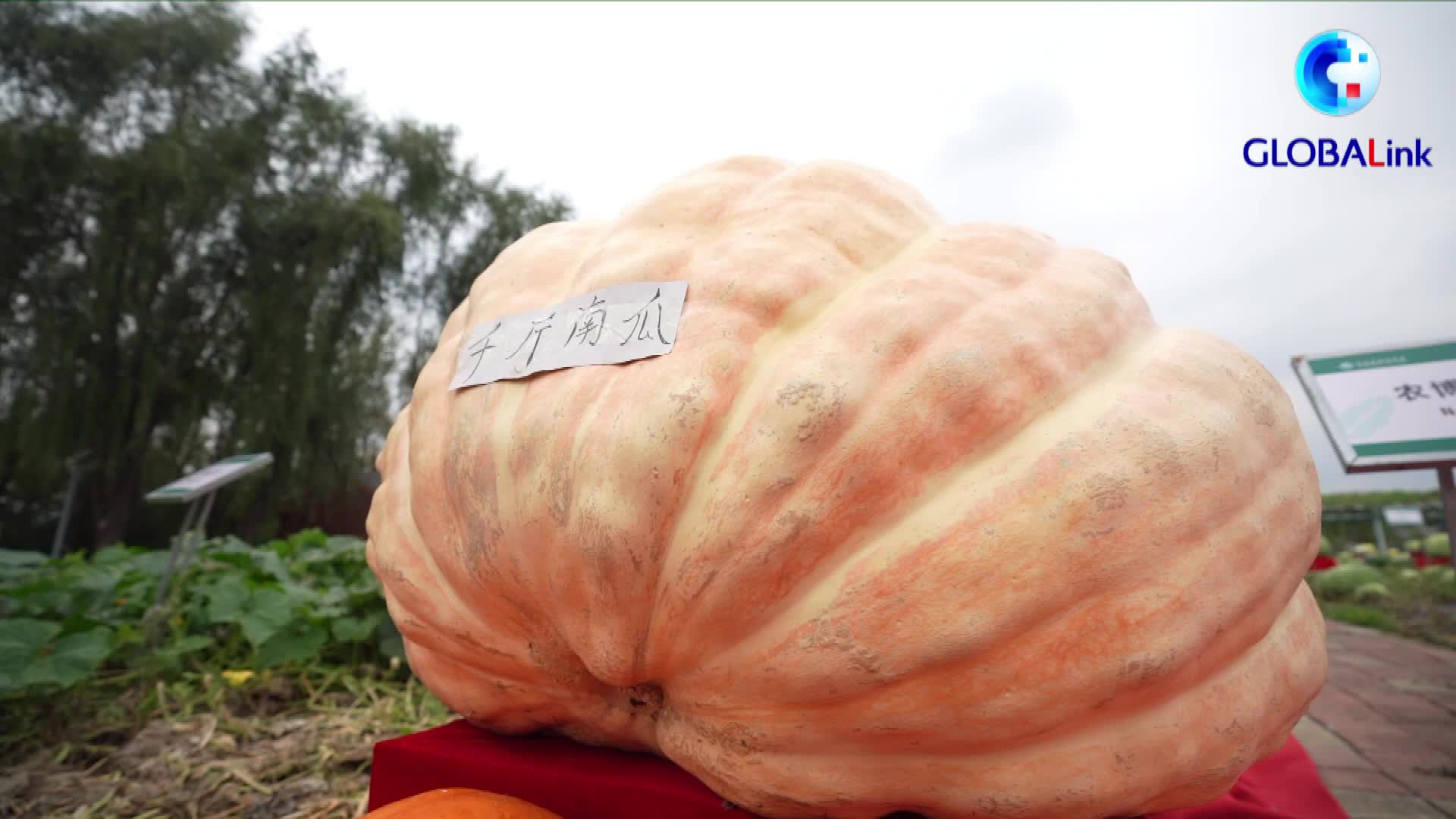 全球连线长春农博园种出600公斤左右巨型南瓜