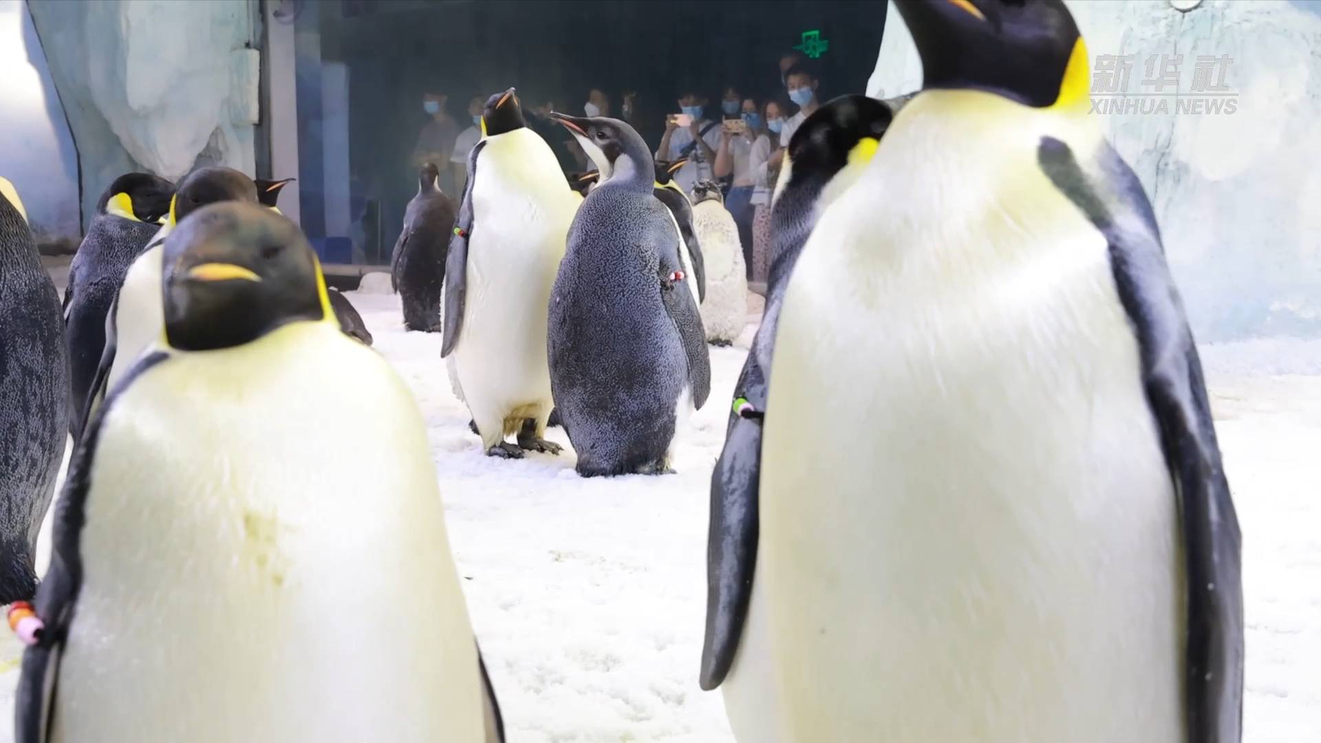 珠海横琴长隆21天成功孵化11只帝企鹅宝宝