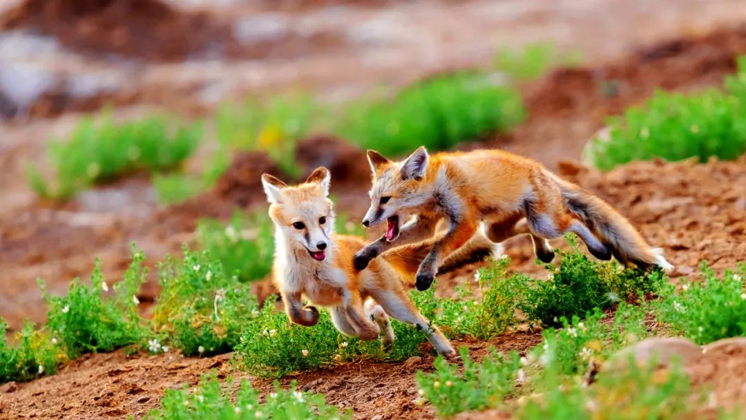【保护生物多样性】神奇贺兰山 生物大宝库|内蒙古|贺兰山野生动物