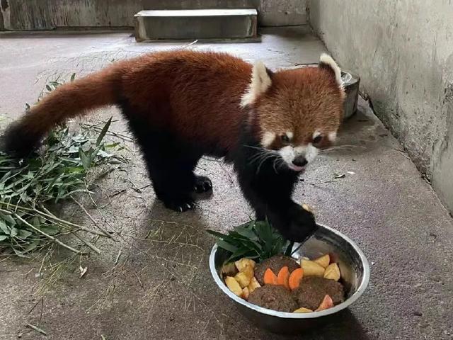 小动物们爱吃哪种馅?