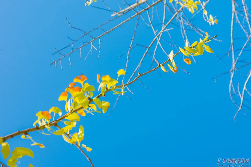 镜头丨金秋九月丹桂飘香